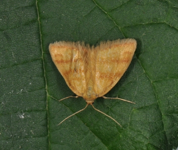 Anthometra plumularia