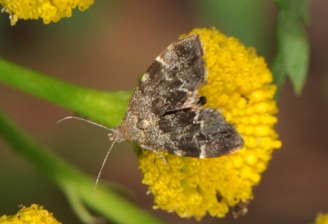 Anthophila fabriciana