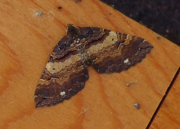 Anticlea badiata