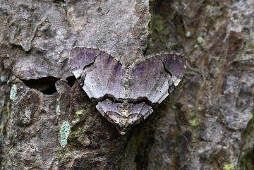 Anticlea derivata
