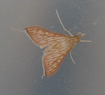 Antigastra catalaunalis