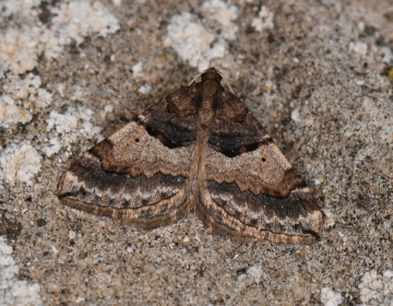 Antilurga alhambrata