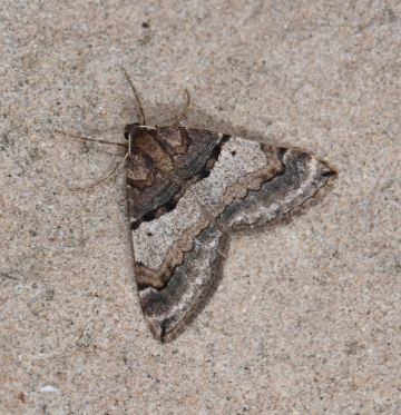 Antilurga alhambrata