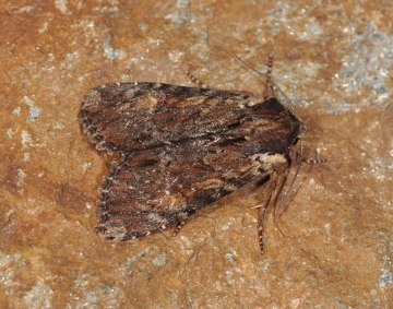 Apamea crenata