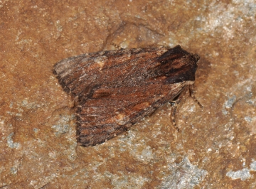Apamea crenata