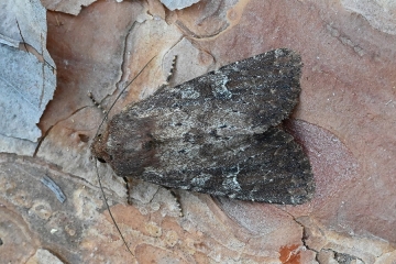 Apamea lateritia