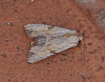 Apamea lithoxylaea
