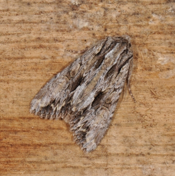 Apamea monoglypha