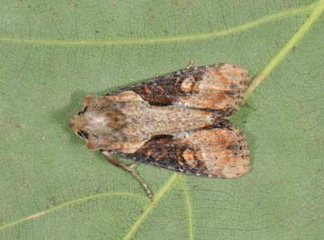 Apamea ophiogramma
