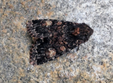 Apamea rubrirena