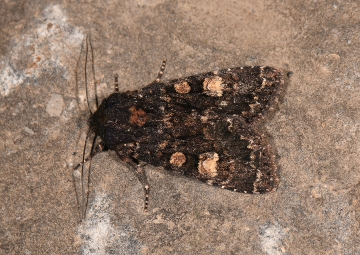 Apamea rubrirena