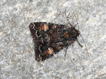 Apamea rubrirena