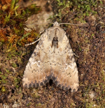 Apamea scolopacina