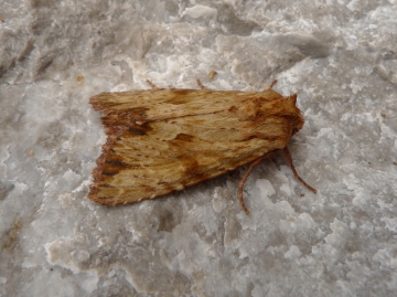 Apamea sublustris