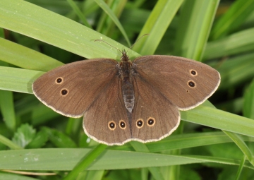 Aphantopus hyperantus