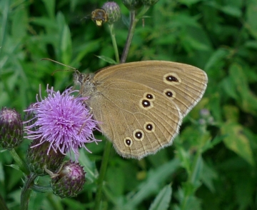 Aphantopus hyperantus