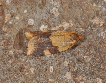 Aphelia ferugana