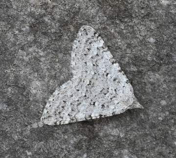 Aplocera simpliciata