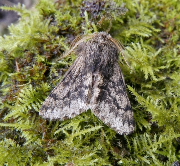 Apocheima hispidaria