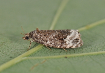 Apotomis sauciana