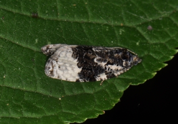 Apotomis turbidana