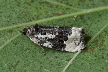Apotomis turbidana