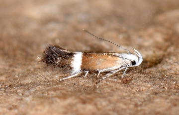 Aproaerema captivella