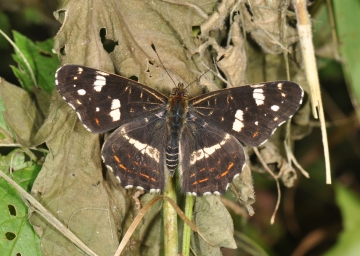 Araschnia levana