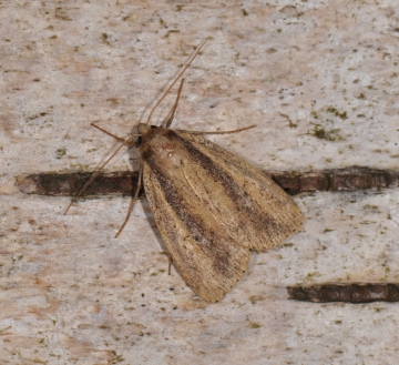 Archanara dissoluta
