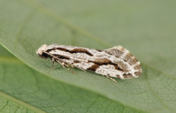 Archinemapogon yildizae