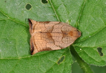 Archips podana