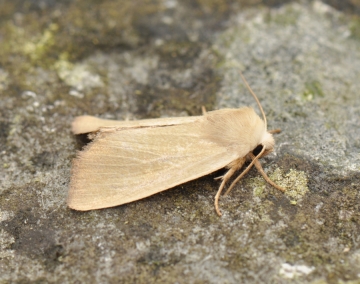 Arenostola phragmitidis