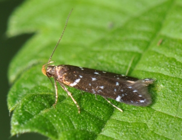 Argolamprotes micella