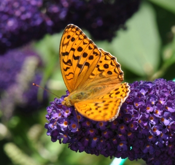 Argynnis adippe
