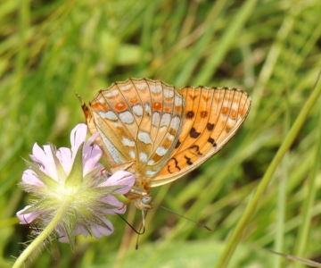 Argynnis adippe
