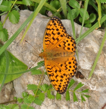 Argynnis aglaja