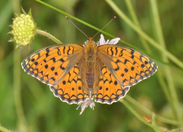Argynnis niobe