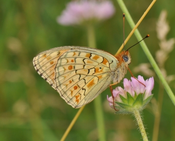 Argynnis niobe
