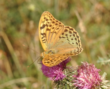 Argynnis pandora