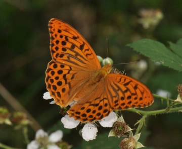 Argynnis paphia
