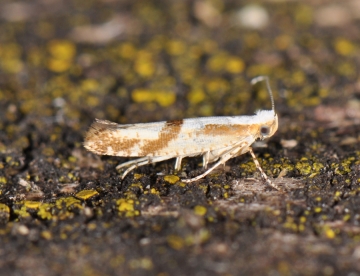Argyresthia bonnetella