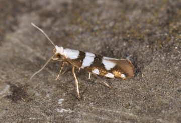 Argyresthia brockeella