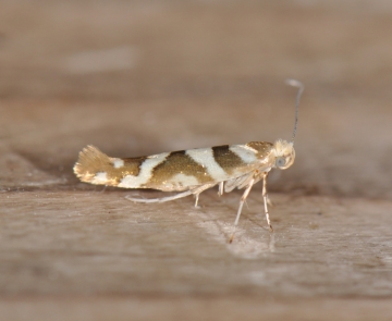 Argyresthiidae: Argyresthia goedartella