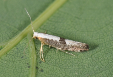 Argyresthia spinosella