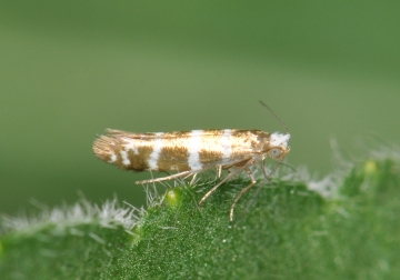 Argyresthia trifasciata