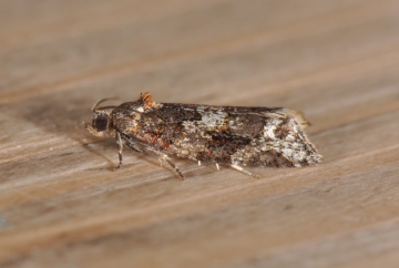 Argyrotaenia ljungiana