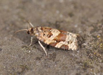 Argyrotaenia ljungiana