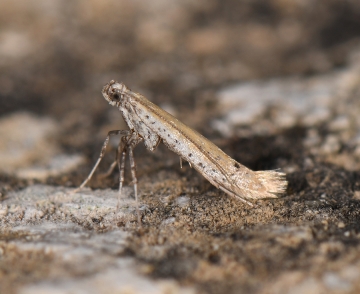 Aspilapteryx tringipennella