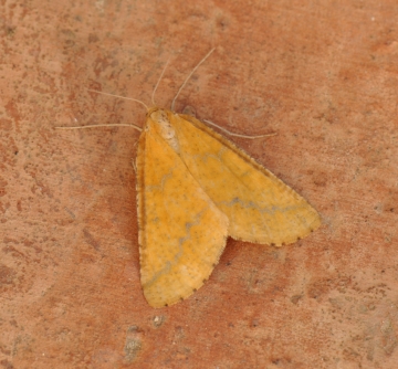 Aspitates ochrearia
