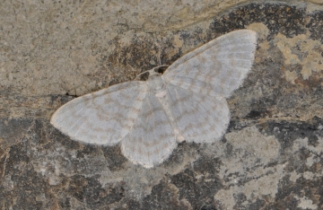 Asthena albulata